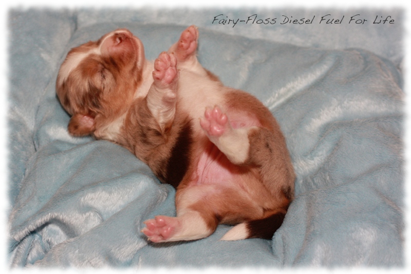 Mini         Aussie Welpen - Mini Aussie Z&uuml;chter - Gesunde Mini   Aussies